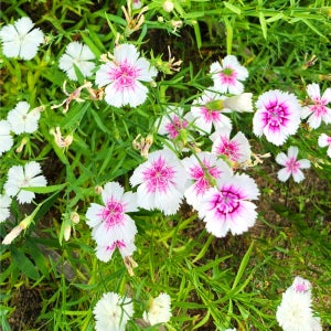 패랭이 1kg 직접수입 판매 및 관공서전문 종자