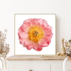 모란 꽃 그림 액자 돈들어오는 목단 풍수지리 인테리어 집들이 선물 행운가득분홍