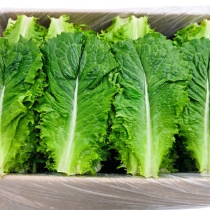 야채왕 청상추 4kg, 1개