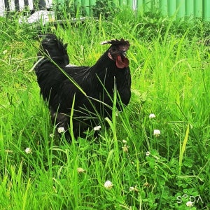 오골계 1kg내외 시골토종 한약재제공 토종닭