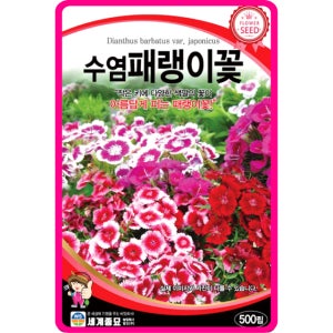 수염패랭이 씨앗 500립 / 꽃잔디 종자 꽃씨 몰 다년생 노지월동 야생화 봄 여름 가을