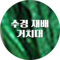 수경재배 거치대 리파리움 구근 고구마 질산염제거