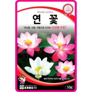 연꽃 씨앗 10립 /수련 백련 홍련 식물 연씨앗 다년생 봄 여름 가을