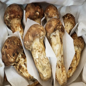 자연산 송이버섯 냉동 솔향기 송이 국내산 자연 국산 능이 시세 선물세트