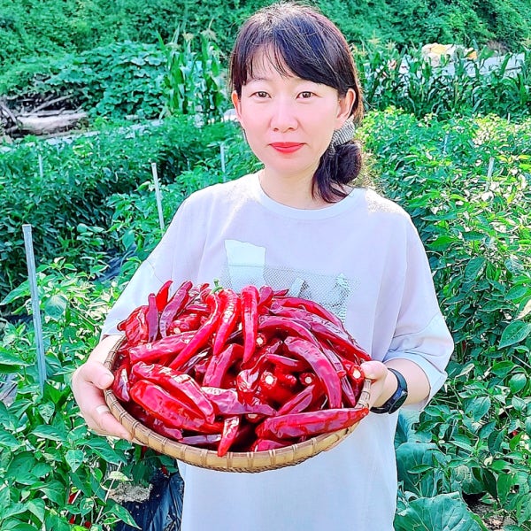 고추 햇 건고추 홍고추 청양초 국산 26년 600g