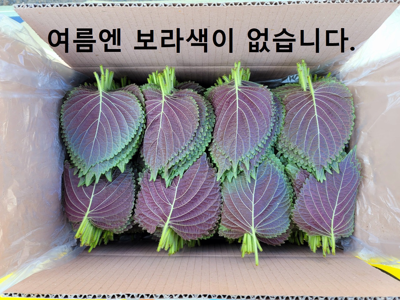 경산와촌 깻잎 찹찹이 당일수확 직송 500g 1kg 2kg