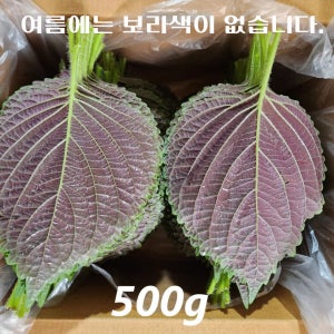 경산와촌 깻잎 찹찹이 당일수확 직송 500g 1kg 2kg