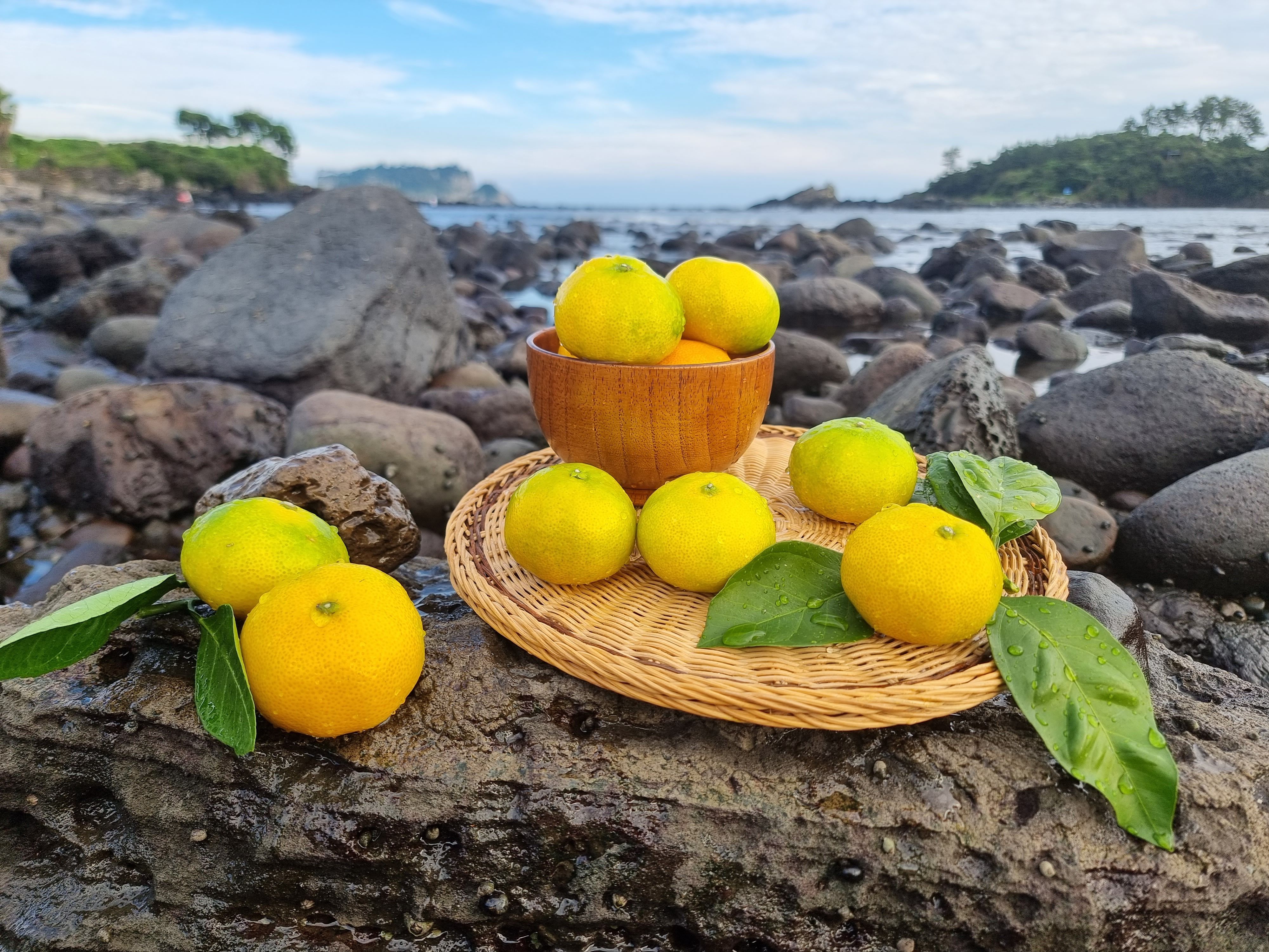 빌레왓 새콤달콤 해리농장 가정용 선물용 제주감귤