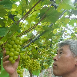 산지직송 프리미엄 샤인머스켓 2kg 18Brix 맛보장 손샤인 선물세트
