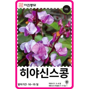 히야신스콩 씨앗 5립 / 히야신스 고급 꽃씨 몰 종자 노지월동 야생화 다년생 정원