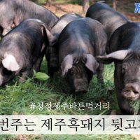 청정 제주 흑돼지 뒷고기(잡육) 2kg