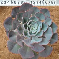 [수암다육] 뮤즐리 랜덤발송 Echeveria ’Muesli’ 다육 다육이 다육식물 반려식물 국민다육