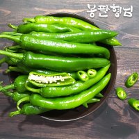 해남 풋고추 10kg 당일수확 햇고추