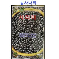 서리태 30g 개량종 수량 많고 검은색이 진한품종