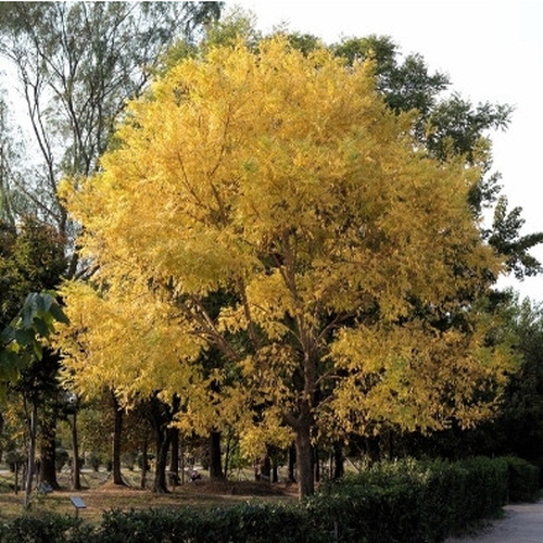 황금<b>회화나무</b>묘목 노랑잎 접목1년생