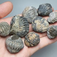 방어자세 아우스테롭스 (파콥스) 삼엽충 화석 / 고생대 화석 고생물 관찰표본 Trilobite fossil 이색수집품 / 루페우스