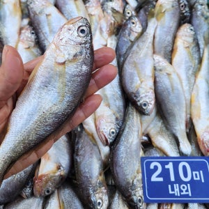 제주 참조기 냉동조기 210미 급식용 가정용