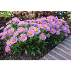 산구름국화 큰얼굴미니 아스타 국화 꽃 씨앗 야생화키우기 노지월동 실내화초 핑크 20립