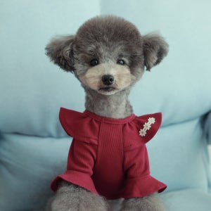토토앤로이 푸리나 골지 티셔츠 8COLOR S-XL 명품강아지옷 봄 가을 푸들 비숑옷