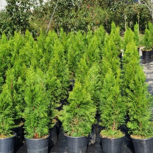 에메랄드그린 미측백 H0.6m 정원수 울타리 나무 묘목 사철 상록수 침엽수 서울농원묘목