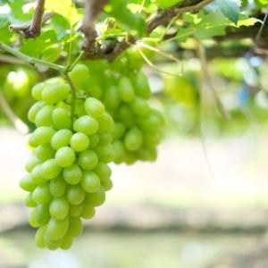 꽃담은나무 샤인머스켓 결실주 T자 포도나무 유실수 조경수 삽목 과일나무 묘목