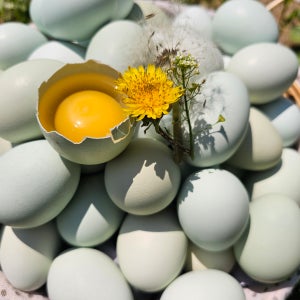 난각번호1번 산지직송 청란 초란 청계알 청계란 30알