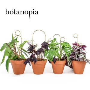 [Botanopia] 패빗 플랜트 서포트 식물 지지대 호야 덩굴식물 플랜테리어 디자인용품