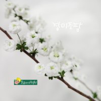 장미조팝 소품 [3포트](복남이네 야생화 모종 꽃나무 조팝나무 spiraea)