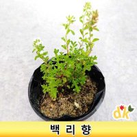 백리향 4치모종