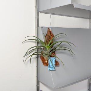 틸란드시아 플렉수오사 나무 목부작 행잉플랜트 공기정화식물 카페인테리어 식물 틸란드시아 키우기