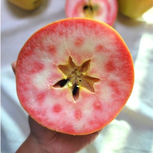 엔부사과 엔비사과 문루즈 감홍 시나노골드 피치애플 부사 가정용 못난이 문경 청송 5kg