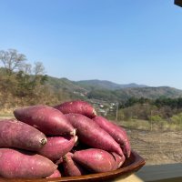 가락시장 직송 세척 호박 꿀 밤 햇 고구마 베니하루카 3kg 5kg 대 중 소 한입