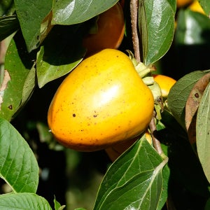 산골 대붕암마을 대봉감 10kg (대중소혼입)