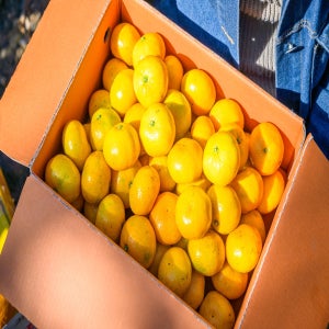 [농장직송] 제주도 신선 노지 감귤 조생 귤 5kg 10kg