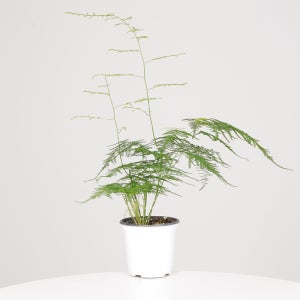 데팡스 실내공기정화식물 아스파라거스 포트 화분