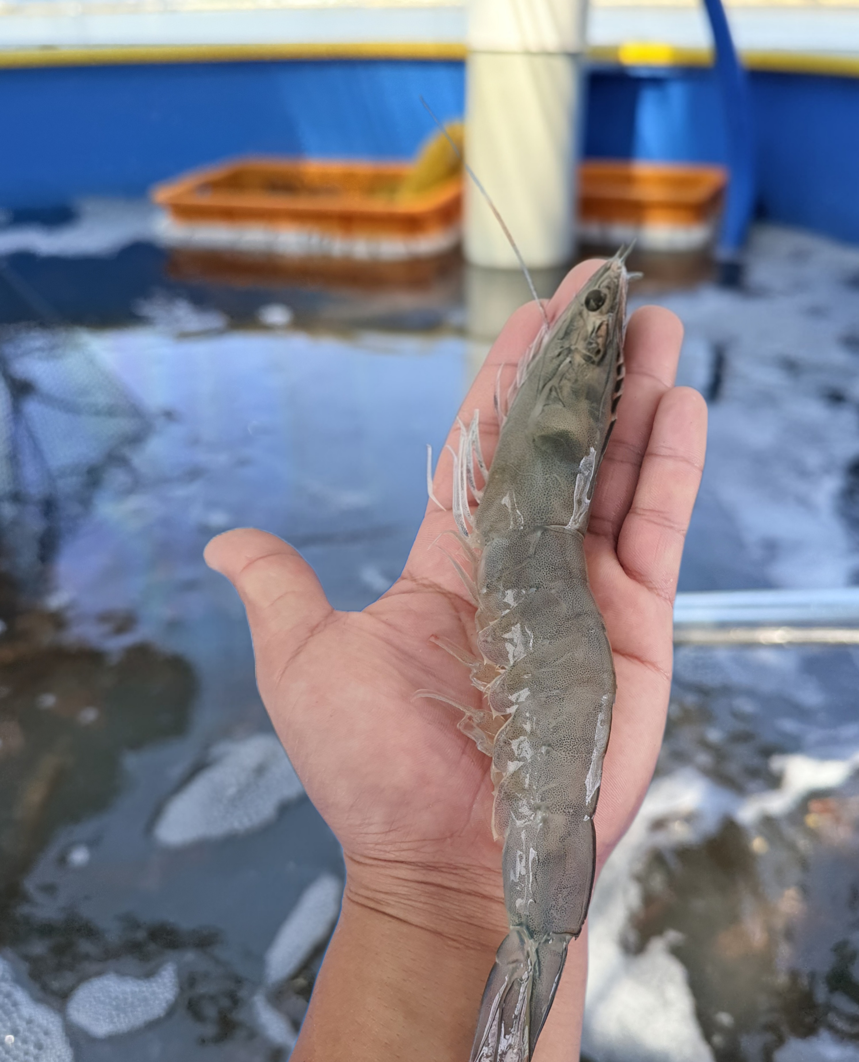 흰다리새우 생물 1kg 왕새우 제철 새우 바이오플락