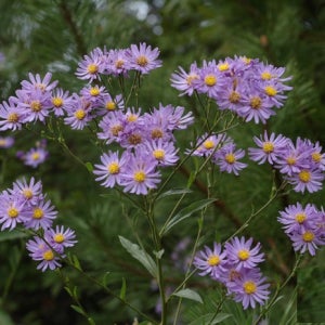 늦가을 겨울 파종 야생화 씨앗 개미취 20립