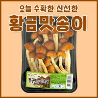 황금맛송이버섯 1kg (100g x 10팩)