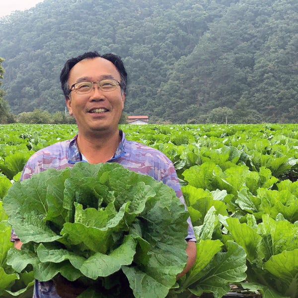왕창이벤트 괴산절임배추 20kg 1박스 충북 괴산