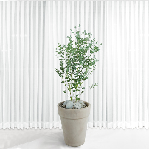 대형 110cm 유칼립투스 실버드롭 구니 이태리 토분 실내 공기정화식물 거실 화분 집들이