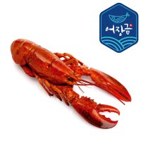 캐나다 자숙랍스타 700g이상 800g 랍스터 시세 2마리 3마리 어장금