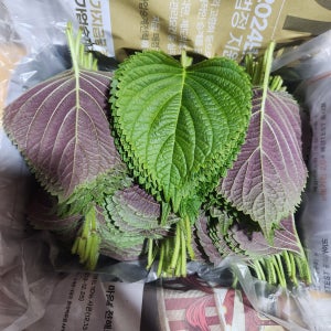 경산와촌 깻잎 찹찹이깻잎 1kg 당일수확 직송