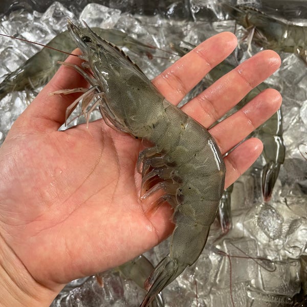 국산 활새우 제철 신안 흰다리새우 새우철 생새우 왕새우 회 500g 1kg