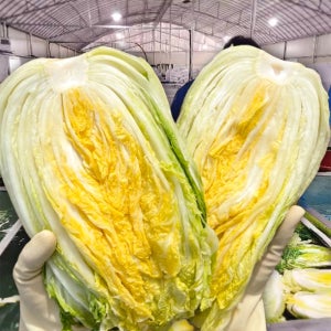 해남 절임배추 김장 절인 저림 배추 20kg