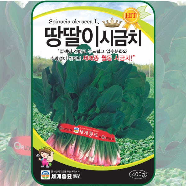 겨울시금치 씨앗 400g / 땅딸이 월동시금치 섬초 가을 대포장 spinach seeds