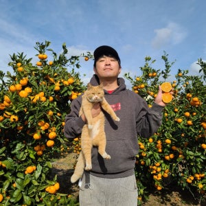 봉범이네귤농장 불로초귤 불로초감귤 노지귤 조생귤 15kg