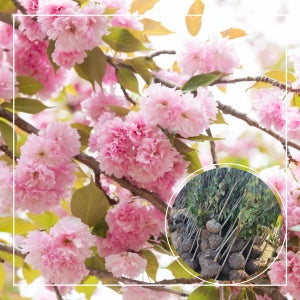 겹벚나무 묘목 개화주 3년생 분묘(대) 벚꽃나무 조경수 가로수 공원수 서울농원 겹벚