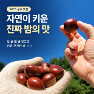 공주알밤 햇밤 2026 충남 공주 산지직송 생밤 제철 간식 특대사이즈 2kg