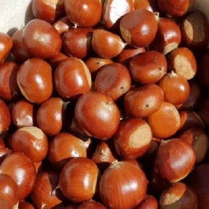 공주 밤 특사이즈 2kg