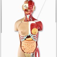 신체장기위치 모형 인체 해부학 병원 조직 내장 기관